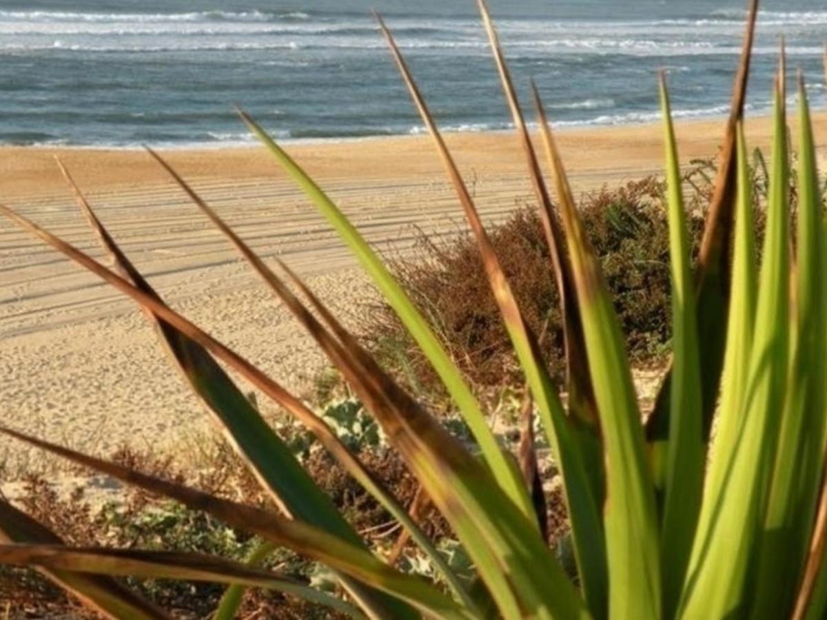 Appartement Renove Avec Balcon, Proche Plage Et Marche - 4 Pers, Calme & Confort A Seignosse - Fr-1-239-460 Kültér fotó